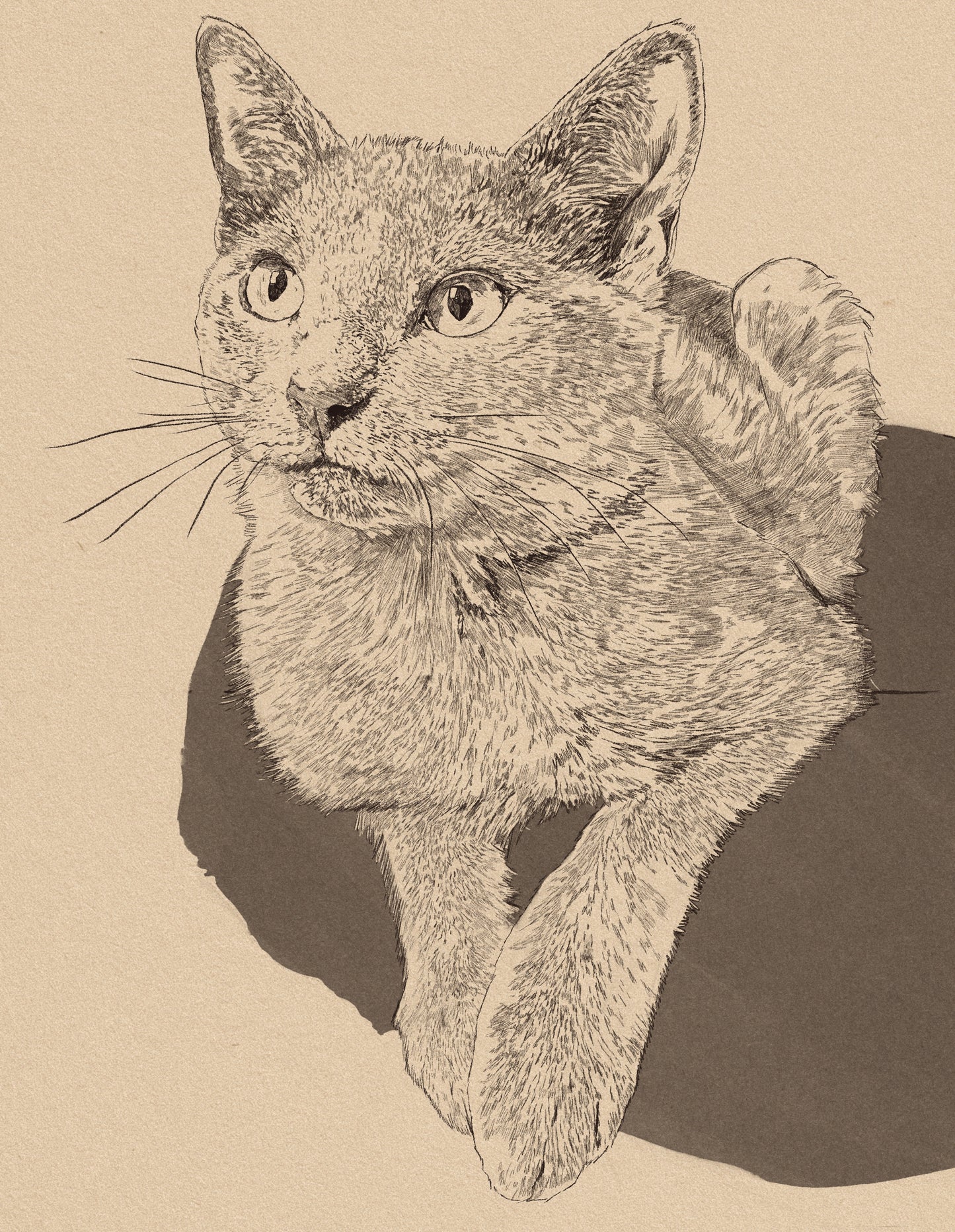 Custom Black and White Cat Portrait