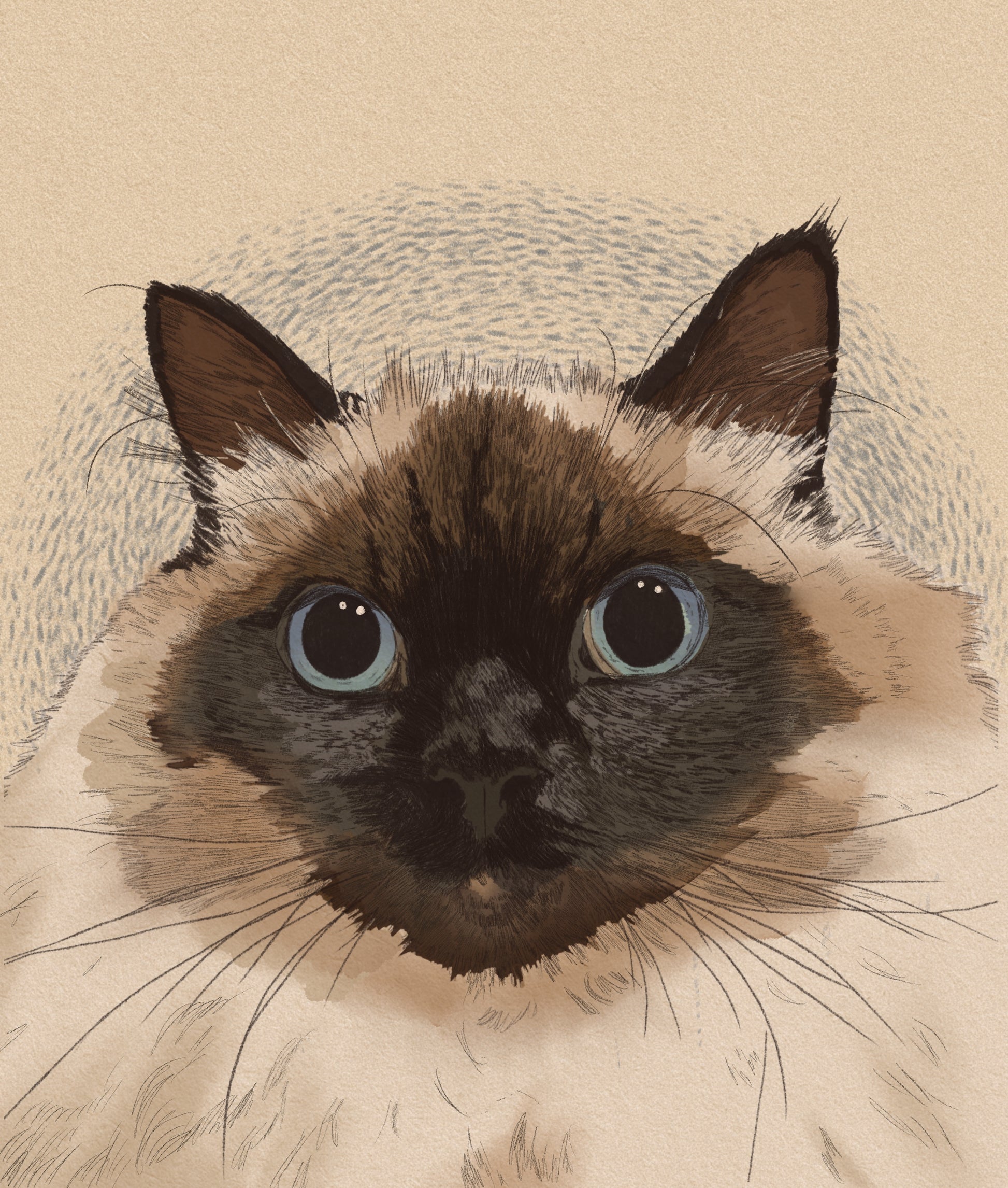 Custom Colour Cat Portrait 